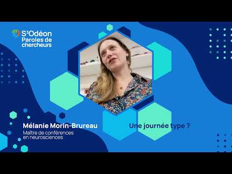 Paroles de chercheurs avec Mélanie Morin-Brureau, Maître de conférences en neurosciences